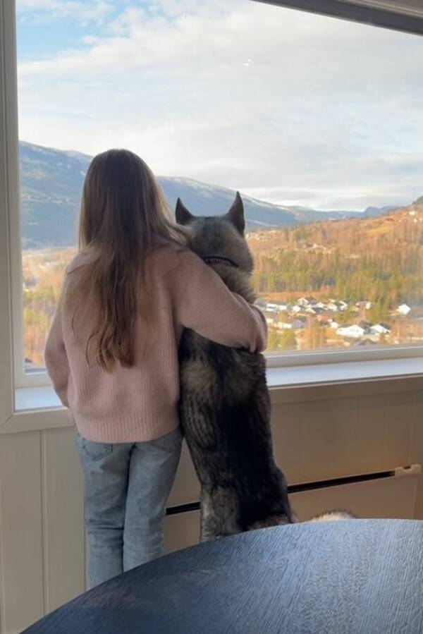 Hund - Jämthund - Nero 