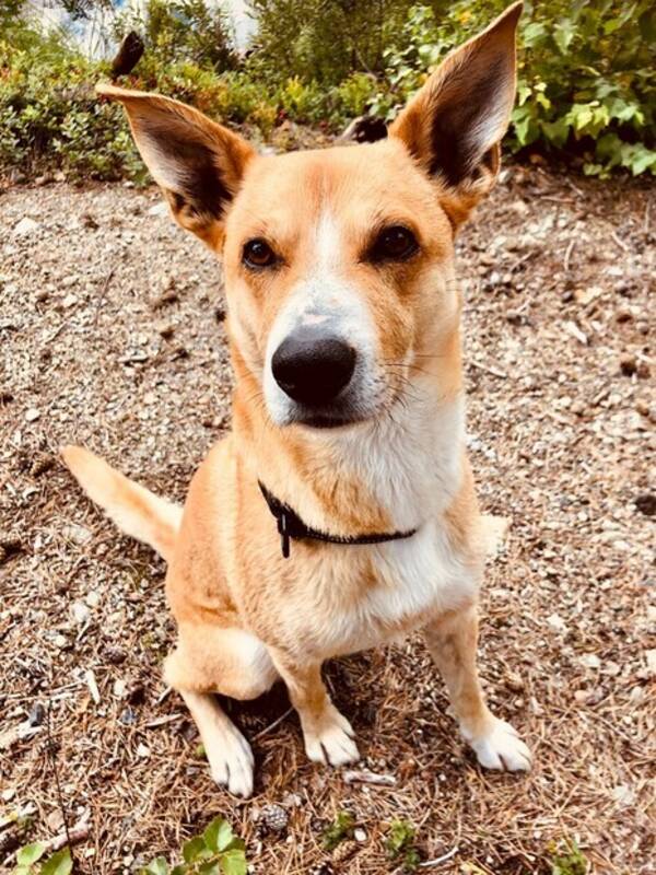 Hund - Eventyrblanding