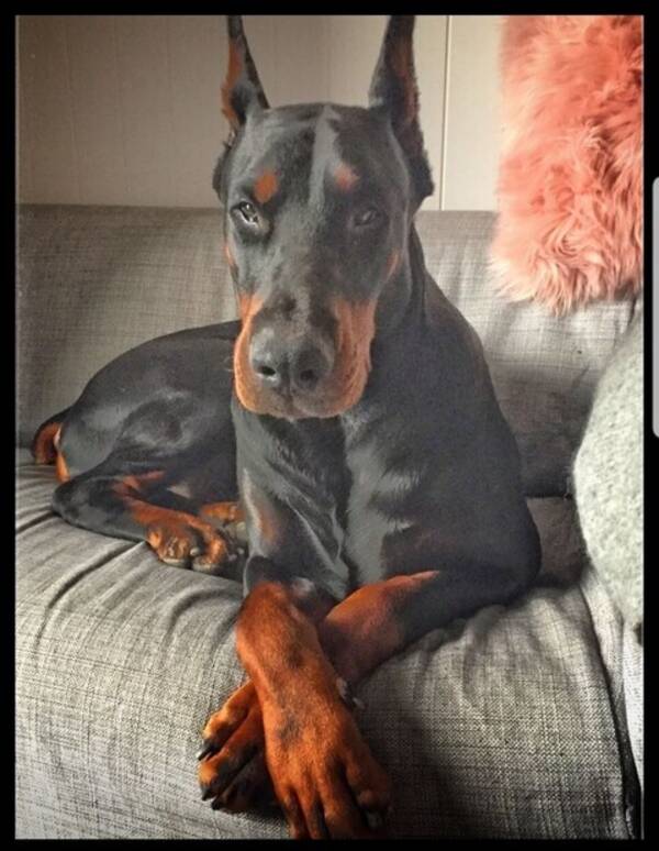 Hund - Doberman