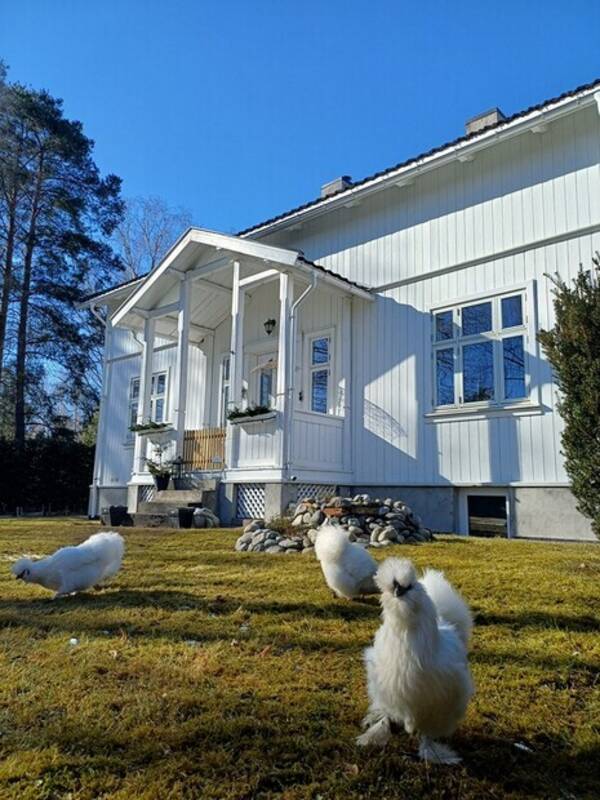 Annet - Dvergsilkehøner 