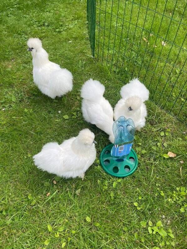 Annet - Dvergsilkehøner 