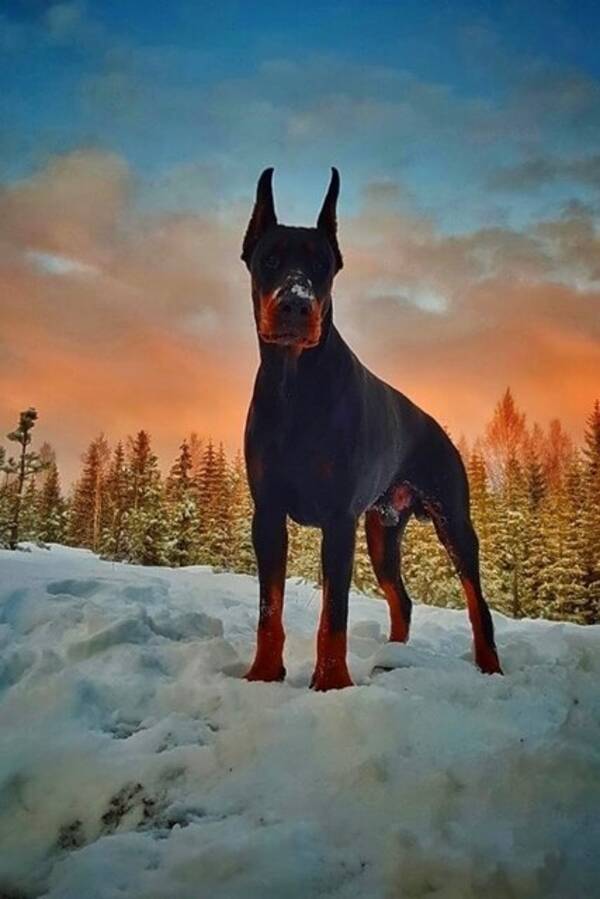 Hund - Doberman