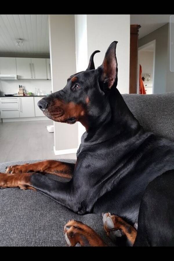 Hund - Doberman