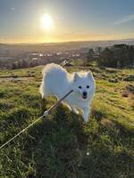 Japansk spisshund Neva