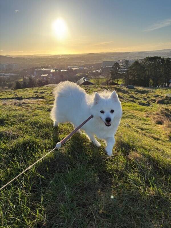 Hund - Japansk spisshund Neva