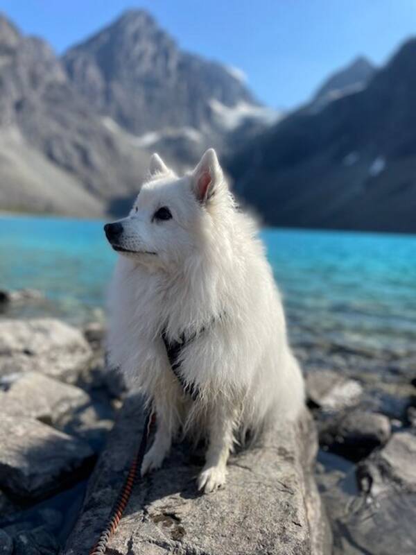 Hund - Japansk spisshund Neva