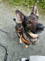 Sjefer, Cuba Sjefer, Cuba