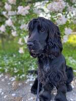 Engelsk cocker spaniel (Maja)