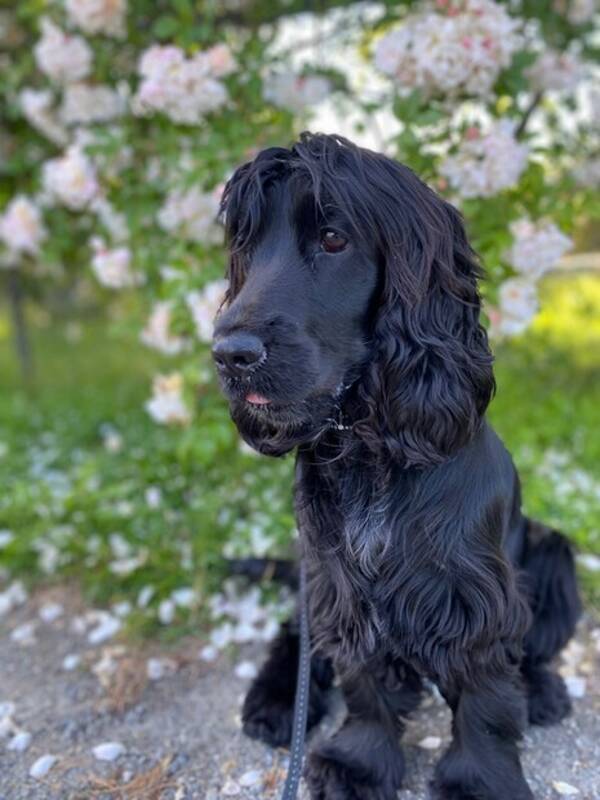 Hund - Engelsk cocker spaniel (Maja)