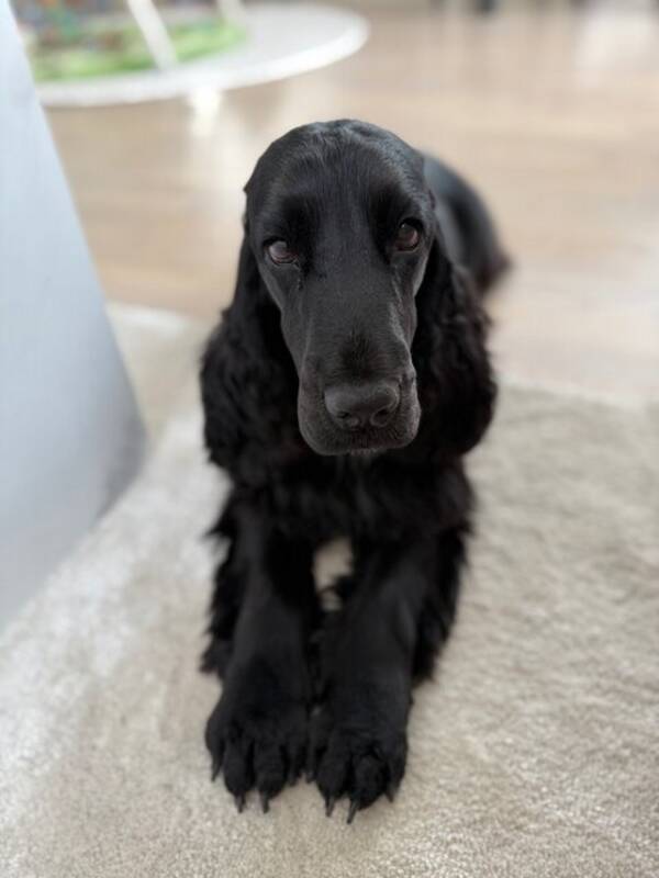 Hund - Engelsk cocker spaniel (Maja)