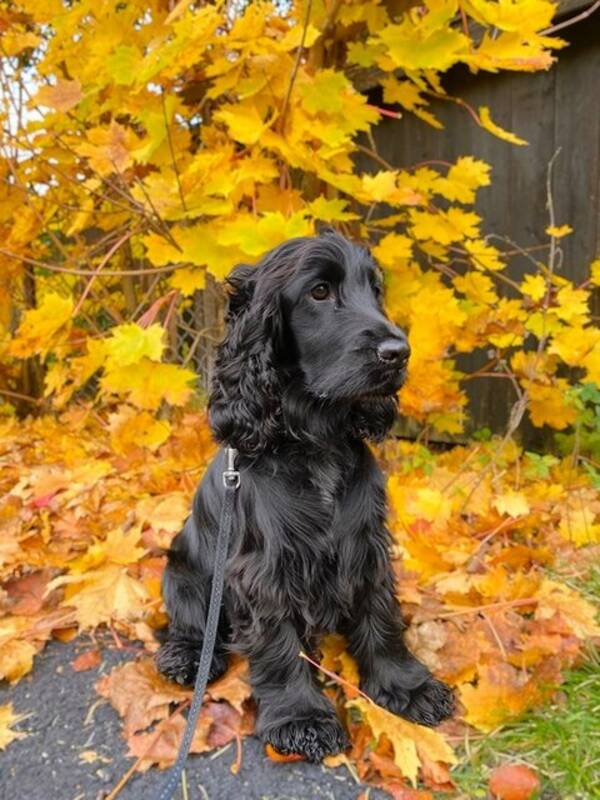 Hund - Engelsk cocker spaniel (Maja)