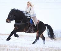 Norsk kaldblodstraver Norsk kaldblodstraver