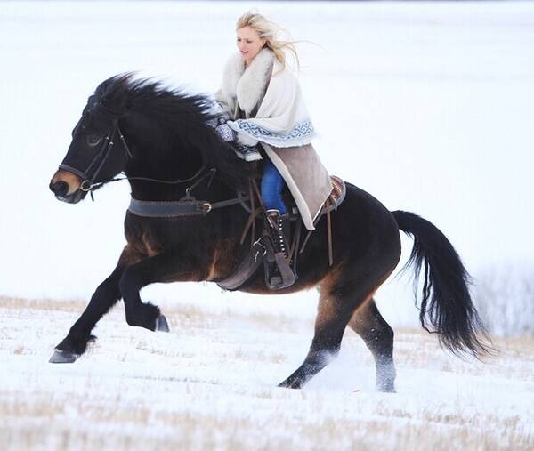 Annet - Norsk kaldblodstraver