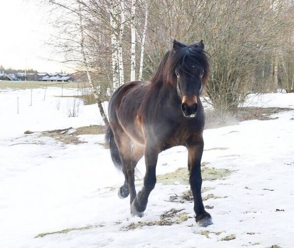 Annet - Norsk kaldblodstraver