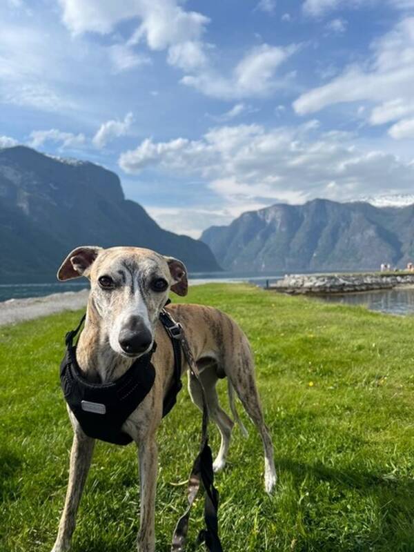 Hund - Basco @bascothewhippet