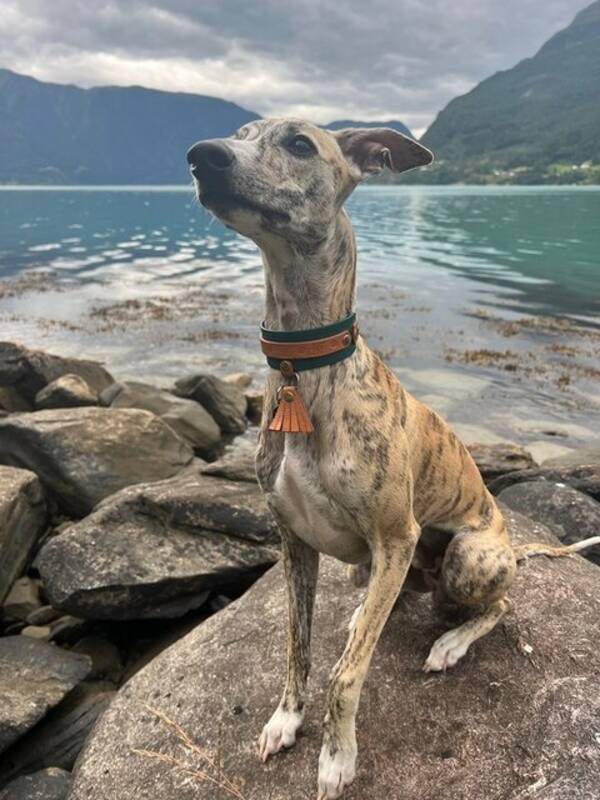 Hund - Basco @bascothewhippet