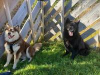 Svensk lapphund, Ante