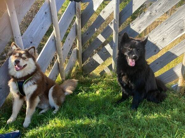 Hund - Svensk lapphund, Ante