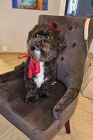 Bichon havanais Bichon havanais