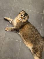 Scottish fold, britisk korthår 