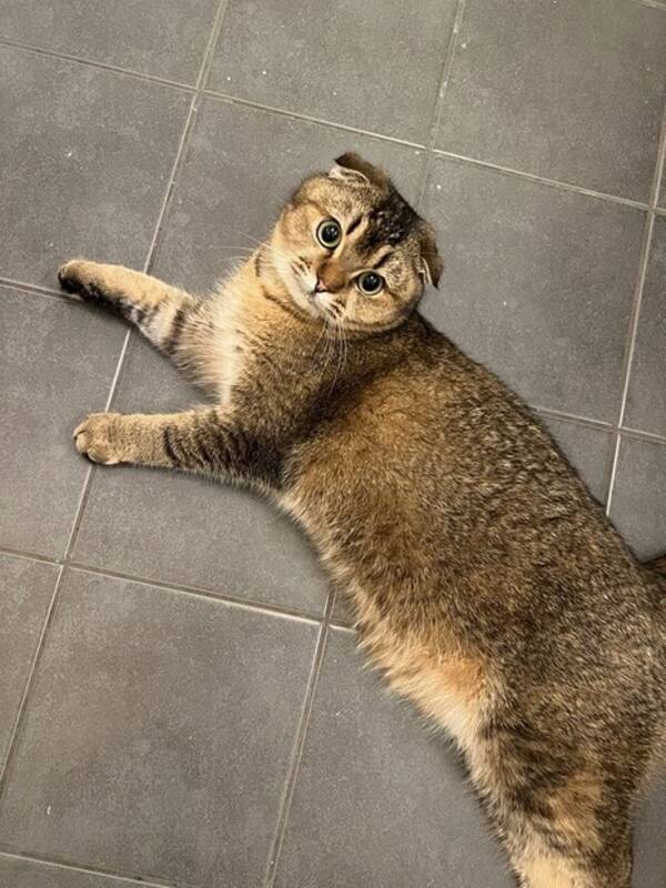 Katt - Scottish fold, britisk korthår 