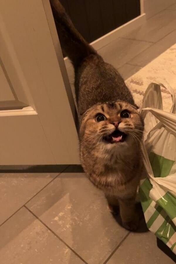 Katt - Scottish fold, britisk korthår 