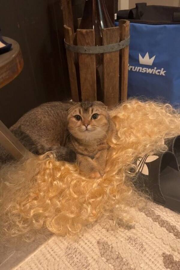 Katt - Scottish fold, britisk korthår 