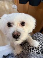 Bichon Maltese Bichon Maltese