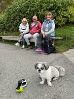 Shih Tzu Bre Shih Tzu Bre