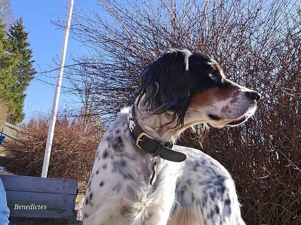 Hund - Engelsk setter