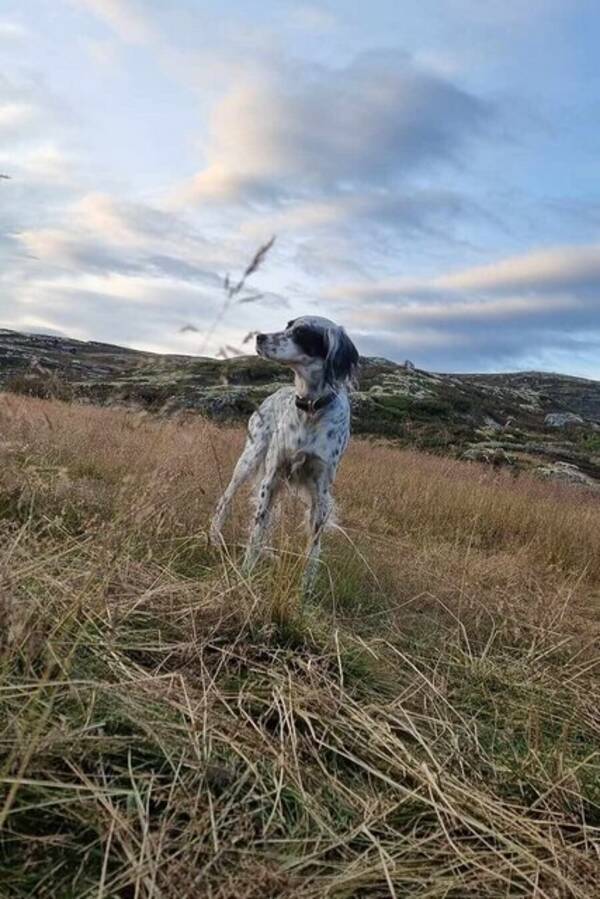 Hund - Engelsk setter