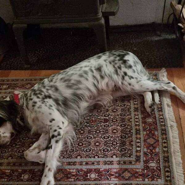 Hund - Engelsk setter