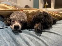 Elvis (dvergpuddel) og Ellie (Toypuddel)