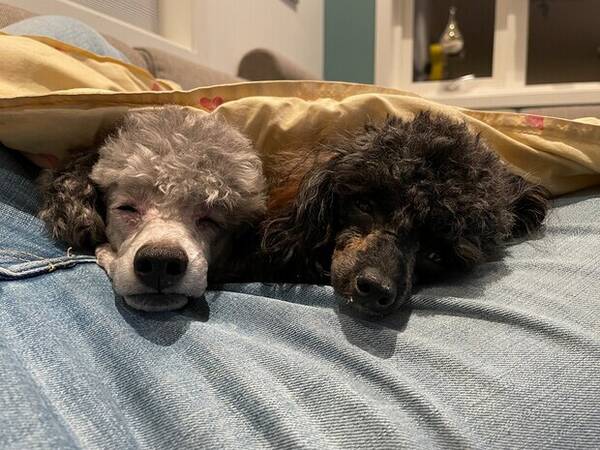 Hund - Elvis (dvergpuddel) og Ellie (Toypuddel)