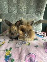 Kaninene Bianca og Urd