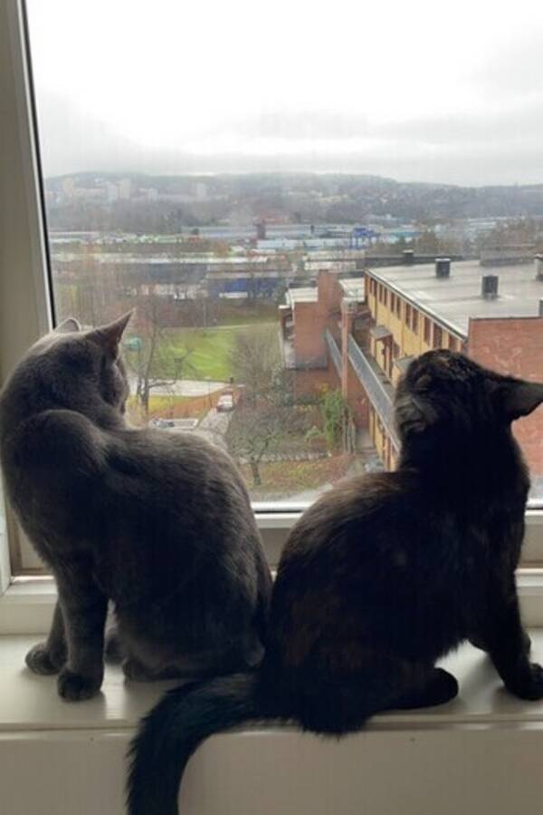 Katt - Snøball og Freia