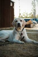 Labrador Rika Labrador Rika