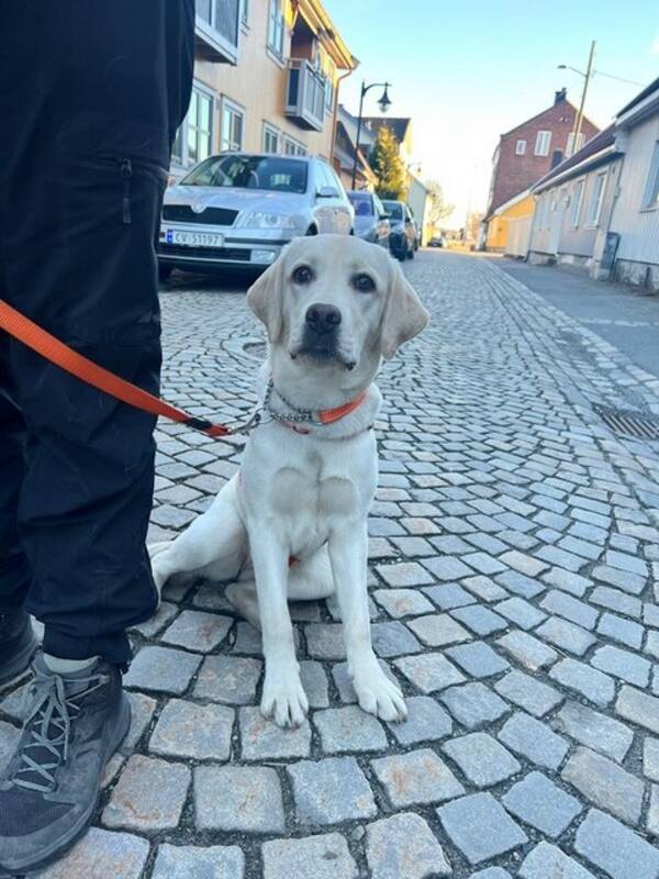 Hund - Labrador Rika