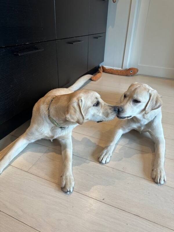 Hund - Labrador Rika