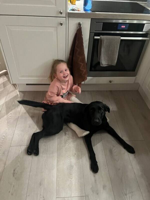 Hund - Labrador Zumi