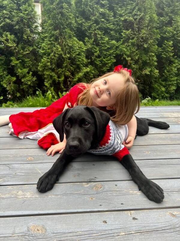 Hund - Labrador Zumi