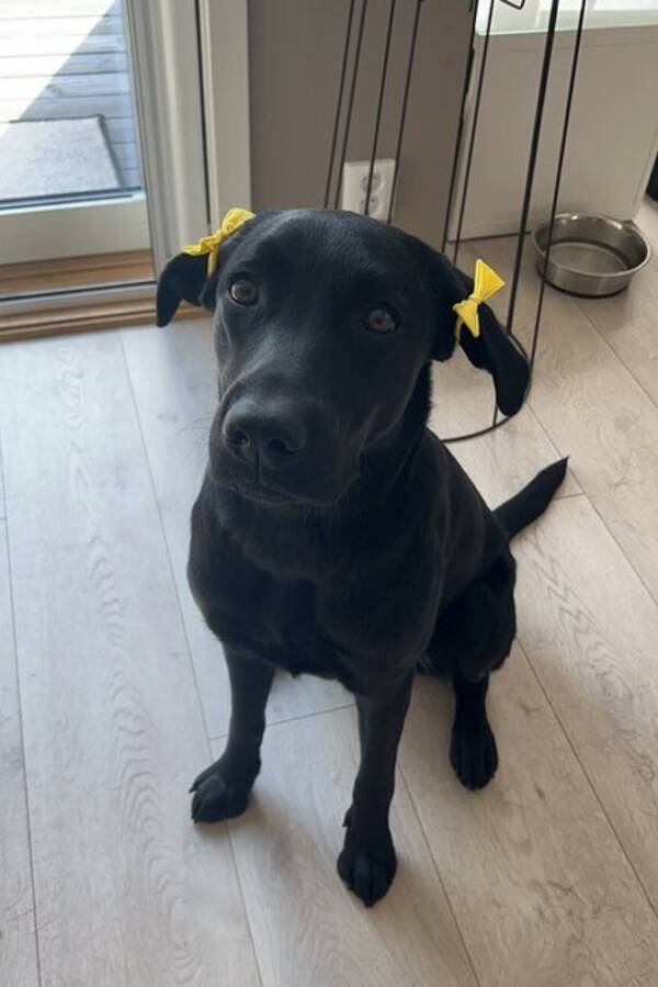 Hund - Labrador Zumi