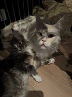 Hvit Maine Coon «Astrix»