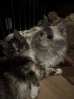 Grå Maine Coon «Obelix»