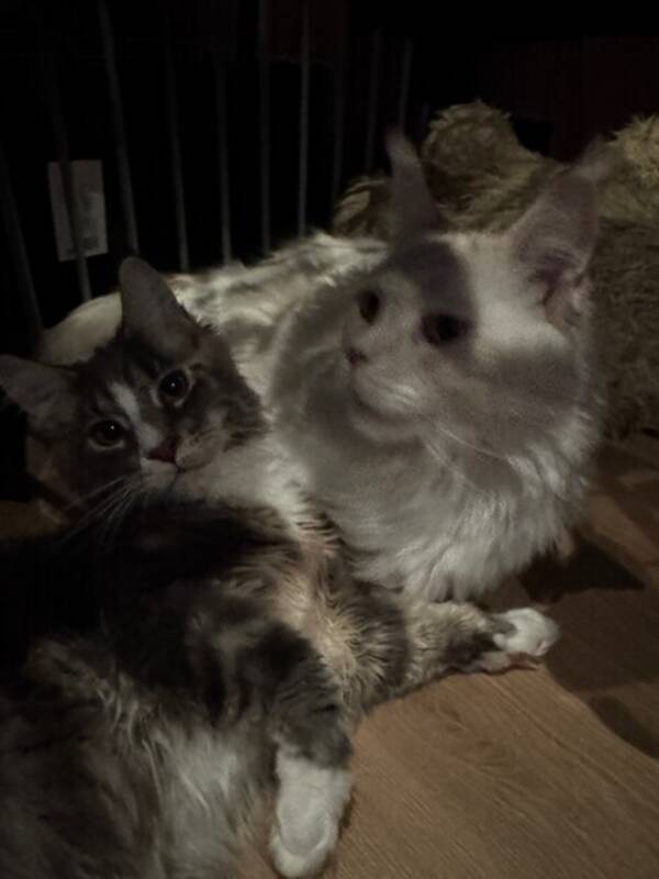 Katt - Grå Maine Coon «Obelix»