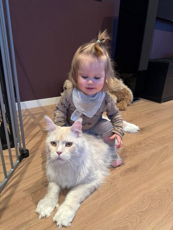 Katt - Hvit Maine Coon «Astrix»