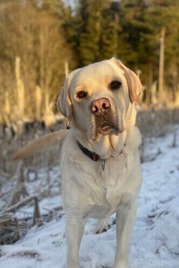 Hund - Fantastiske Labradoren vår Ailo 4 år