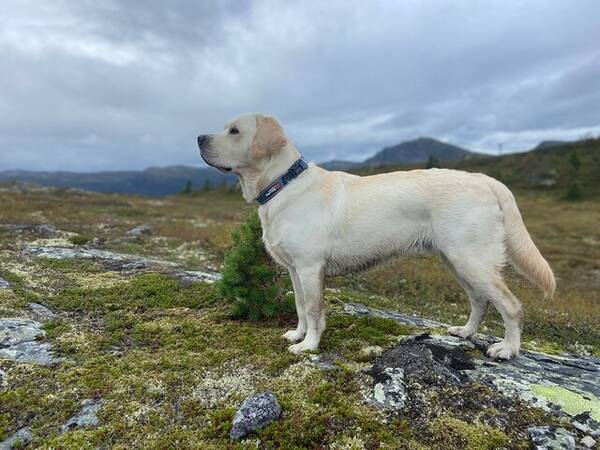 Hund - Fantastiske Labradoren vår Ailo 4 år