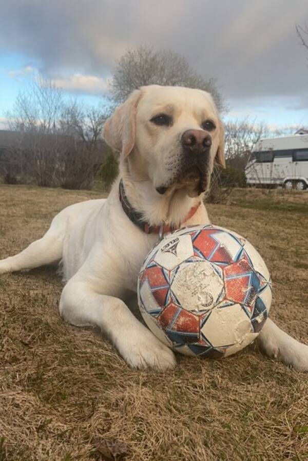 Hund - Fantastiske Labradoren vår Ailo 4 år