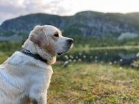 Labradoren Ailo Labradoren Ailo